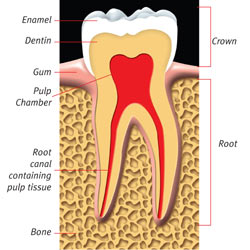 Healthy Tooth Photo